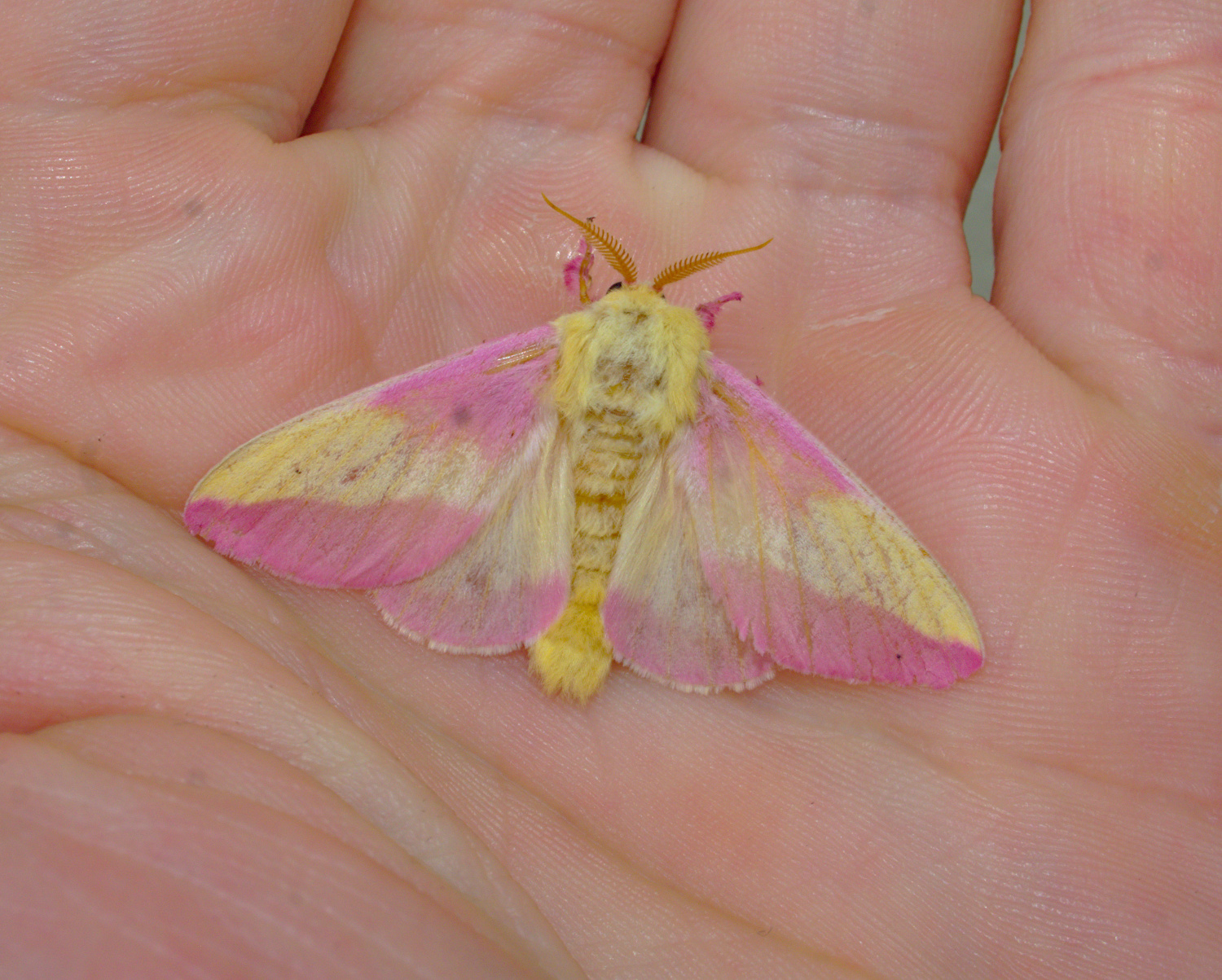 Everyone loves a pink moth_20200614.jpg